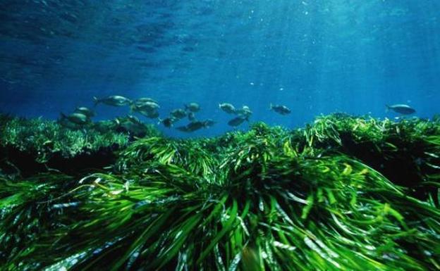 Praderas de posidonia oceánica. 