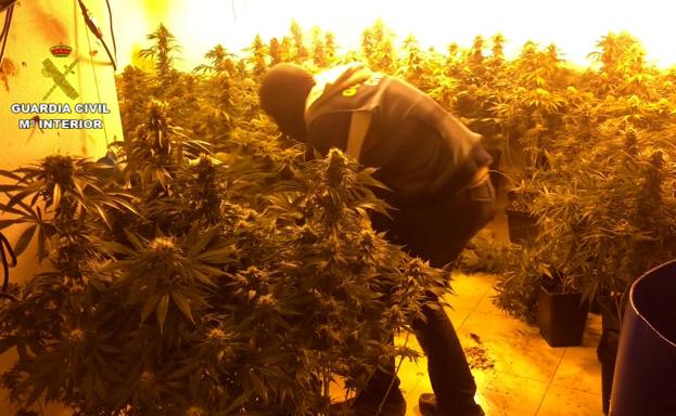 Los agentes incautaron más de 5.000 matas y material para su cultivo.