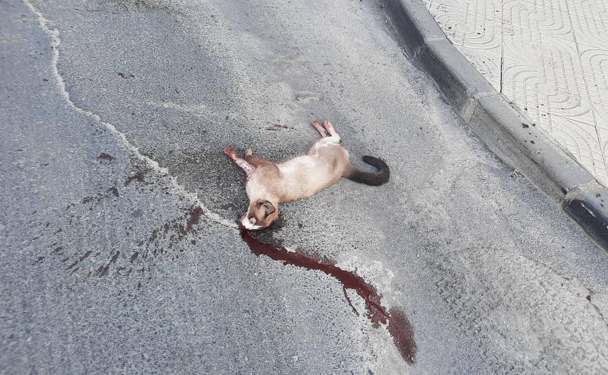 Los excesos de velocidad provocan decenas de atropellos de gatos en Las Colinas