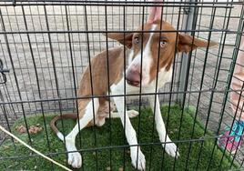 La Huella Roja rescata a Berto, el perro que llevaba semanas vagando por Roquetas