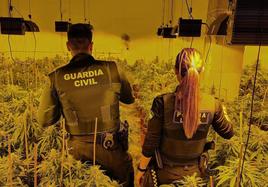 Agentes de la Guardia Civil y de la Policía Local observan el cultivo.