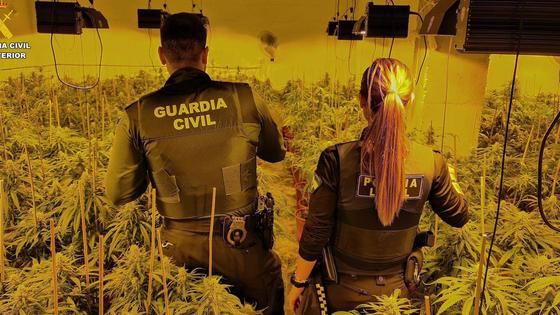 Acuden a una avería de agua y se encuentran 500 plantas de marihuana en Vícar