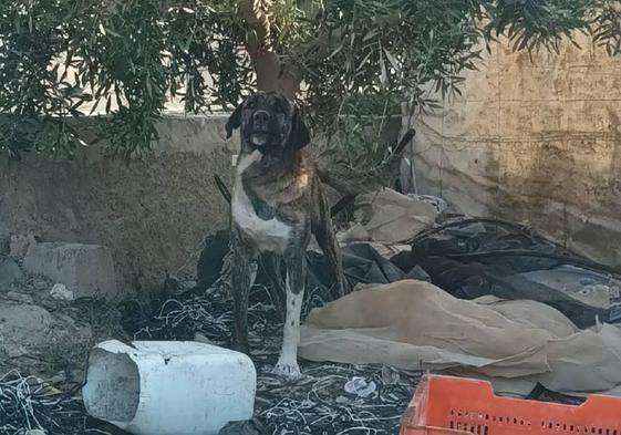 El servicio municipal rescata 55 animales abandonados solo en el mes de abril