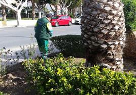 Vícar sigue potenciando sus zonas verdes a través del Plan Savia