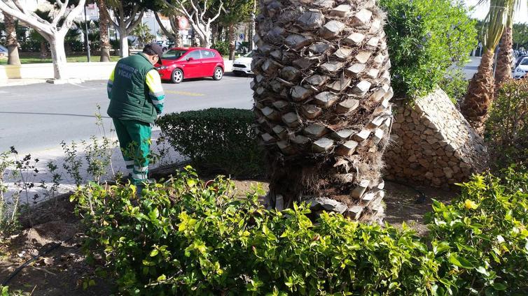 Vícar sigue potenciando sus zonas verdes a través del Plan Savia