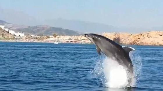 Un grupo de delfines sorprende a los bañistas en una playa de Almería