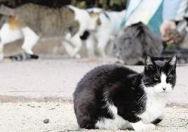 Investigan un conflicto en Aguadulce tras hallar un gato muerto de forma «violenta»
