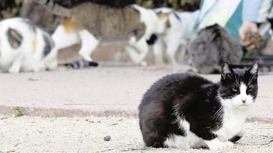 Investigan un conflicto en Aguadulce tras hallar un gato muerto de forma «violenta»