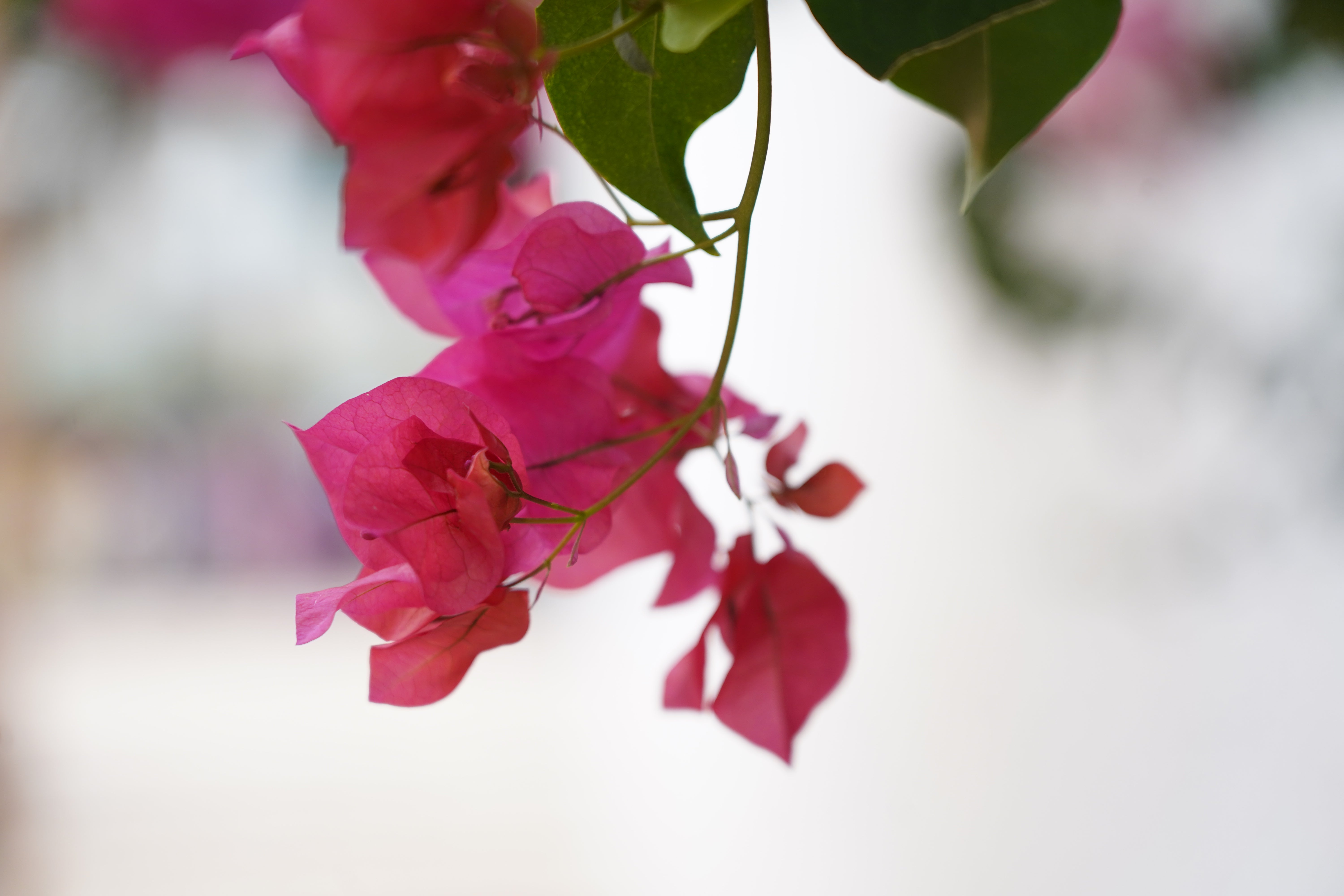 La Virgen del Carmen reúne a sus fieles en la procesión de Aguadulce