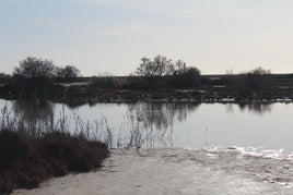 Una garza real en pleno vuelo en una zona de Punta Entinas.
