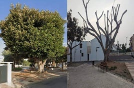 El antes y el después de la poda.