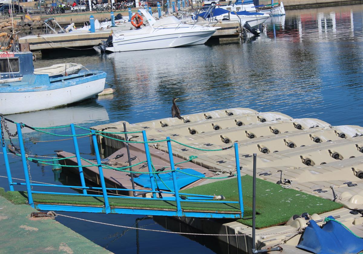 Imagen de una de las zonas del Puerto de Roquetas de Mar, donde se puede divisar un ave esperando pillar algo de comida.