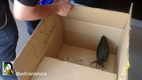 Recuperan un ejemplar de morito común con «síntomas de agotamiento» en Roquetas de Mar
