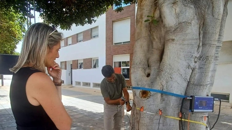 Roquetas de Mar apuesta por mejorar la salud de los árboles