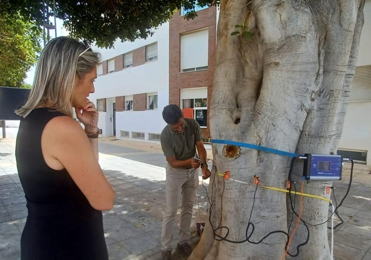 Roquetas de Mar apuesta por mejorar la salud de los árboles