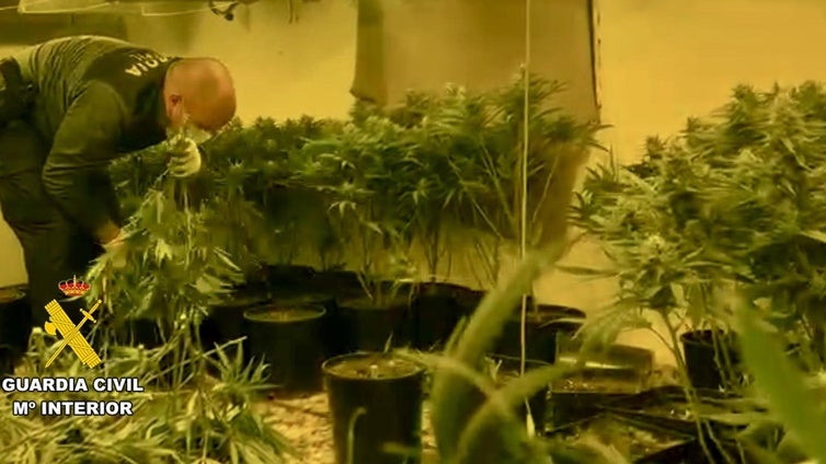 Detenido tras hallar mil plantas de marihuana en una vivienda de Aguadulce