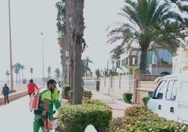 Trabajadores realizan labores de jardinería en el municipio.