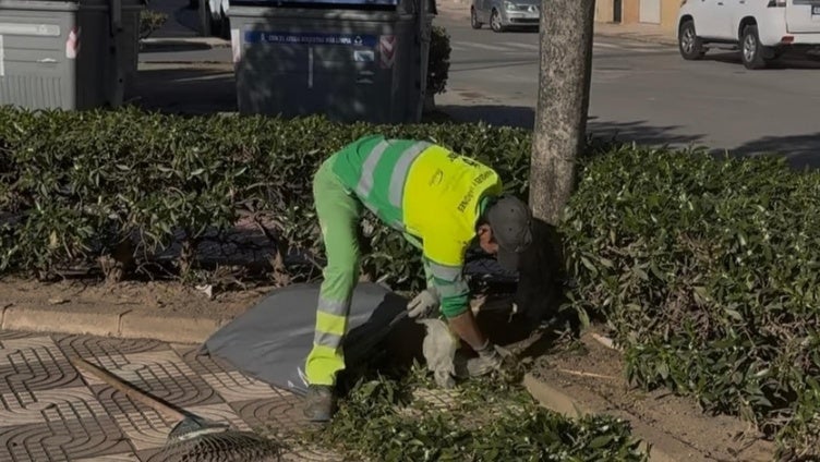 Roquetas de Mar realiza trabajos de poda en la Plaza de Las Alpujarras