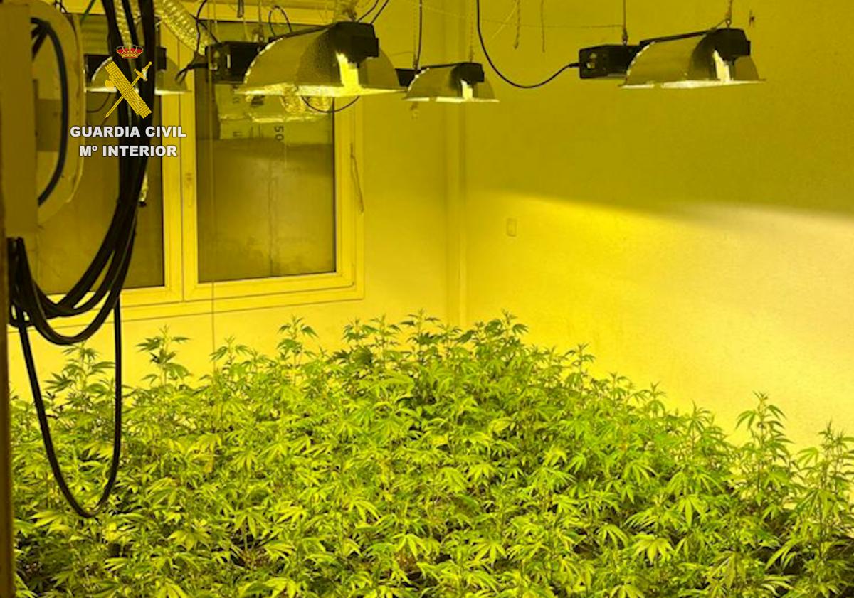 Imagen principal - Armas, cartuchos y 700 plantas de marihuana: dos detenidos en las 200 Viviendas de Roquetas