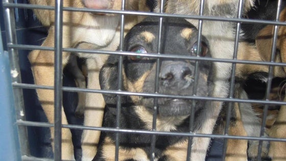 Un juez de Roquetas decreta el ingreso en prisión de una mujer por maltrato animal en una supuesta protectora