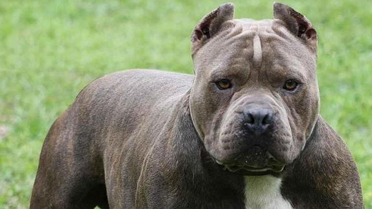 Una mujer sufre heridas graves tras el ataque de un pitbull en Vícar