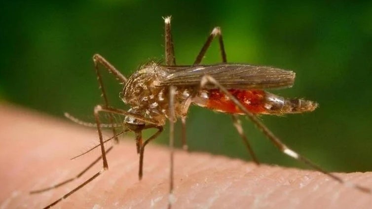 Reclaman una Junta de Portavoces «urgente» para tratar el virus del Nilo en Roquetas
