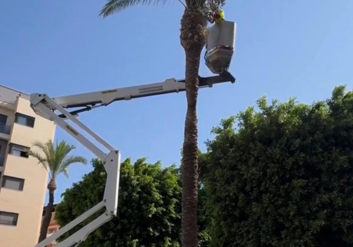 Un trabajador poda una palmera a varios metros de altura.