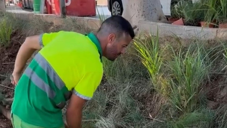 Roquetas adorna los jardines de la Rambla de la Gitana con plantas aromáticas