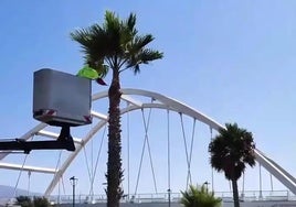 Un trabajador poda una palmería cerca del Puente de El Cañuelo.