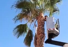 Un trabajador se encarga de podar una palmera en Roquetas.