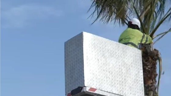 Roquetas realiza trabajos de poda en altura cerca del Aquarium Costa de Almería