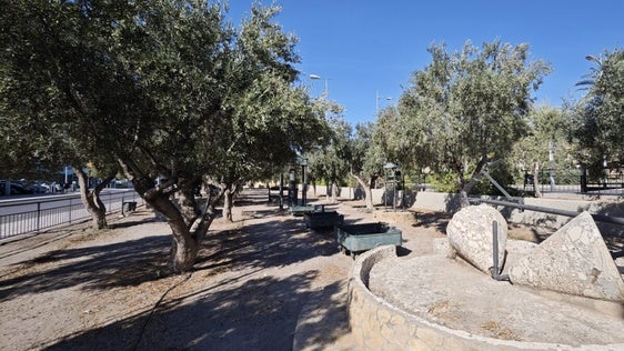 Bonilla pide a los vecinos recuperar la tradición de la recogida de aceituna en los olivos de Vícar