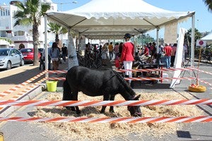 La hípica y el pádel tendrán Escuela Municipal