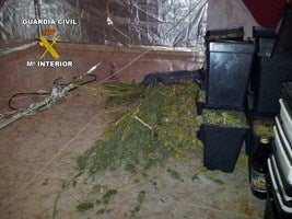 Detenidos cuando denunciaban un robo en su casa, por cultivar plantas de marihuana