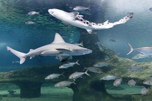 El Grupo de Desarrollo Pesquero apoyará el futuro Museo del Mar del Aquarium
