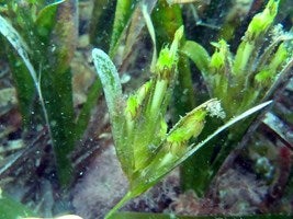 Las praderas de posidonia florecen estos días por primera vez desde el año 2009