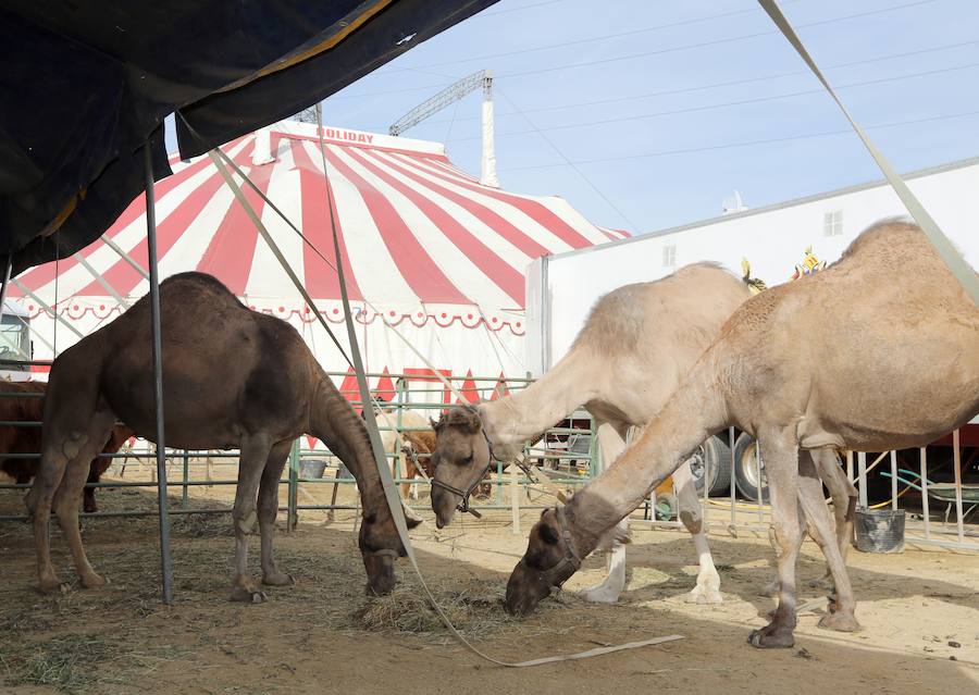 IU lamenta la falta de apoyo a su propuesta de prohibir los circos con animales