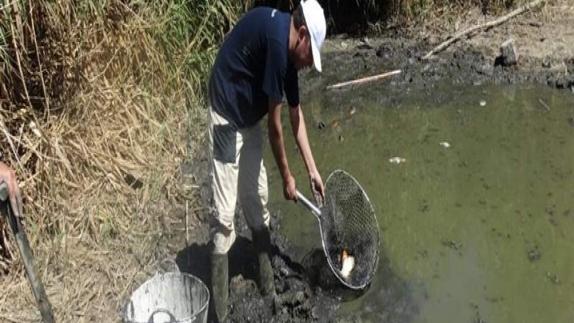 El Aquarium de Roquetas rescata a casi cien peces carpa a punto de morir
