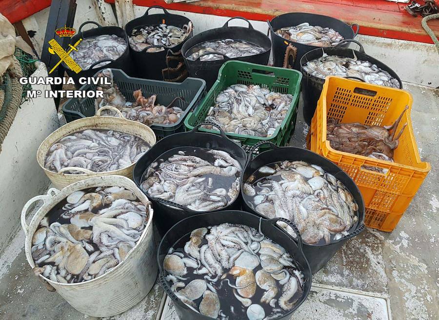 Intervienen más de 388 kilos de pulpo inmaduro en Roquetas