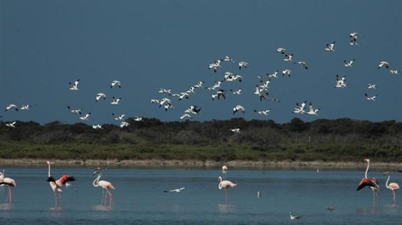 Punta Entinas ya tiene por fin su Plan de Ordenación e incorpora una nueva protección