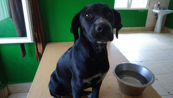 IU quiere un refugio municipal de animales para facilitar su adopción