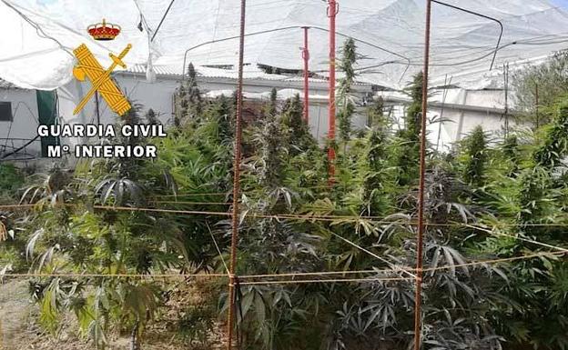 Una de las plantaciones.