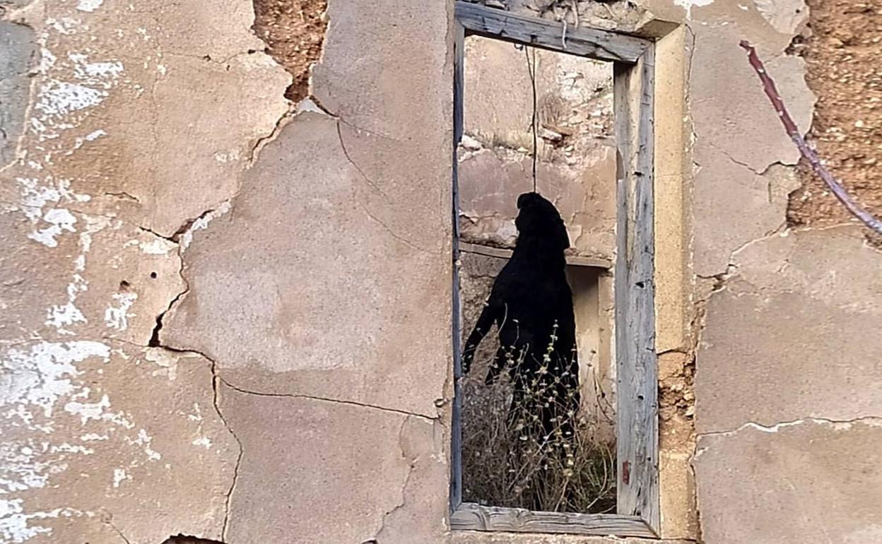 Un juzgado de Úbeda archiva el caso del hombre que presuntamente ahorcó a su perro