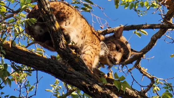Un lince es rescatado de la copa de un árbol por los técnicos de Medioambiente