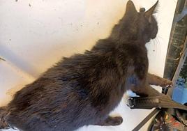 El cuerpo del animal fue encontrado al día siguiente.
