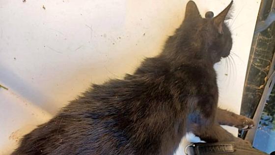 Piden colaboración para identificar a quienes mataron a golpes a una gata callejera