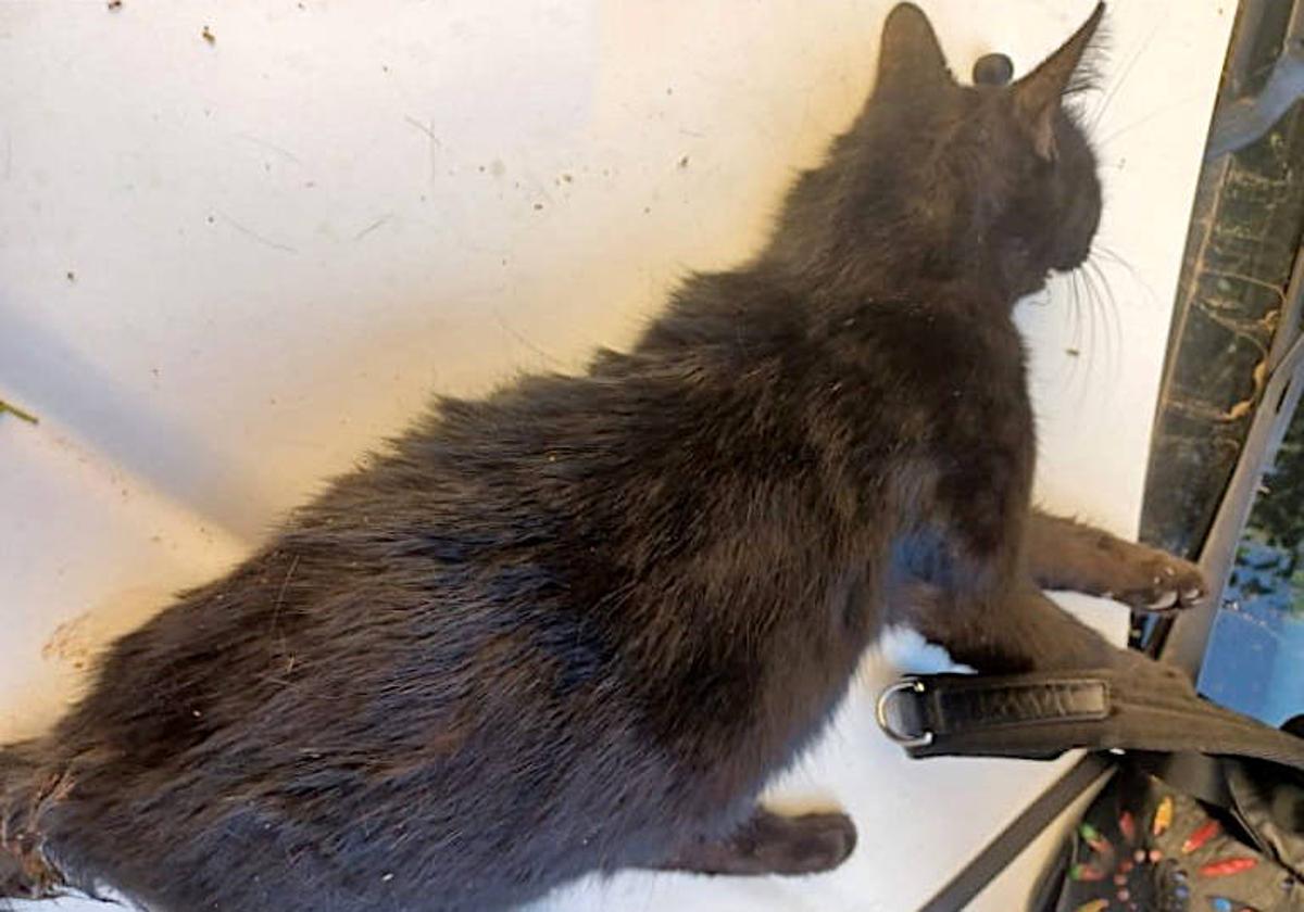 Piden colaboración para identificar a quienes mataron a golpes a una gata callejera
