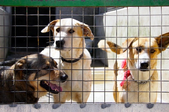 Luz verde al proyecto para llevar electricidad al refugio de la Protectora de Animales