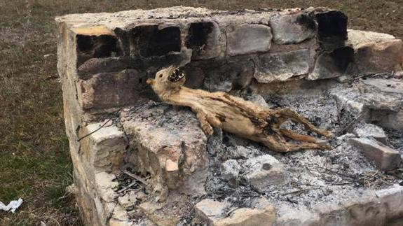 Estado en que encontraron al animal.