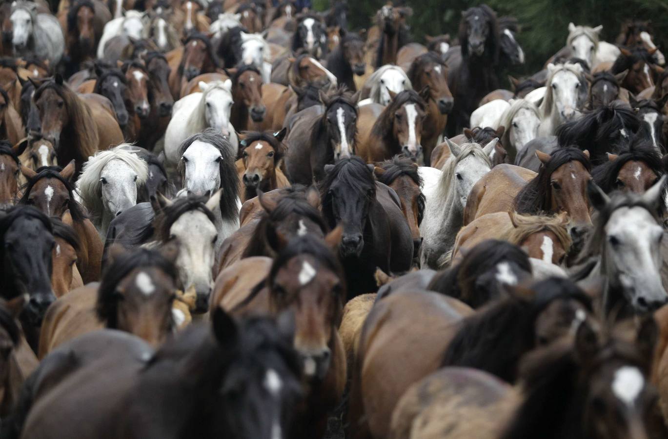 Caballos al galope durante el Das Rapa Bestas, evento tradicional en el pueblo noroccidental español de Sabucedo.
